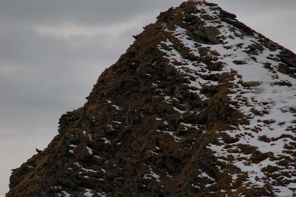 camoscio (montagna vera)